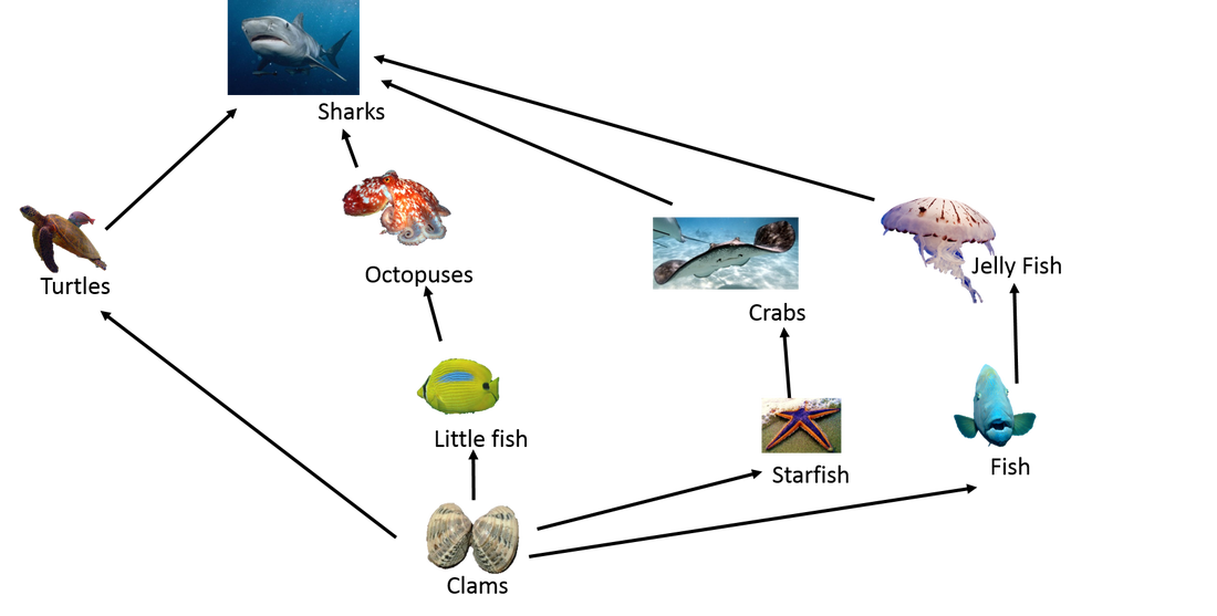 Food Web - THE GREAT BARRIER REEF ECOSYSTEM